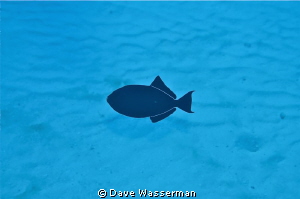 I shot this picture with a Nikon d7000 in a sea and sea h... by Dave Wasserman 